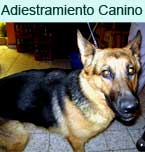 Logo de Adiestramiento Canino