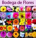 Logo de Bodega de Flores