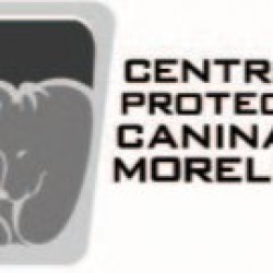 Centro de Protección Canina de Morelia, AC img-0