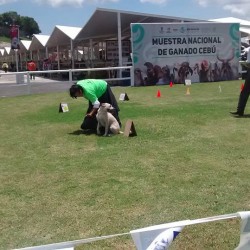 Grupo de Agilidad Canina Morelia img-5