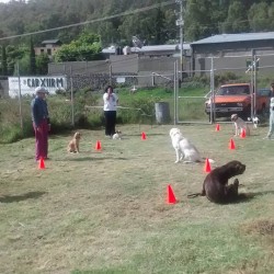 Grupo de Agilidad Canina Morelia img-1