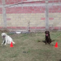 Grupo de Agilidad Canina Morelia img-0