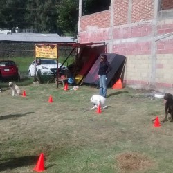 Grupo de Agilidad Canina Morelia img-2