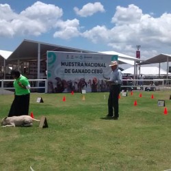 Grupo de Agilidad Canina Morelia img-4