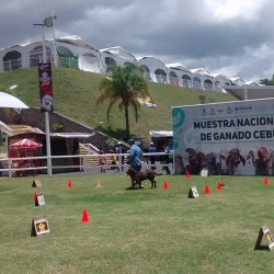 Grupo de Agilidad Canina Morelia img-7